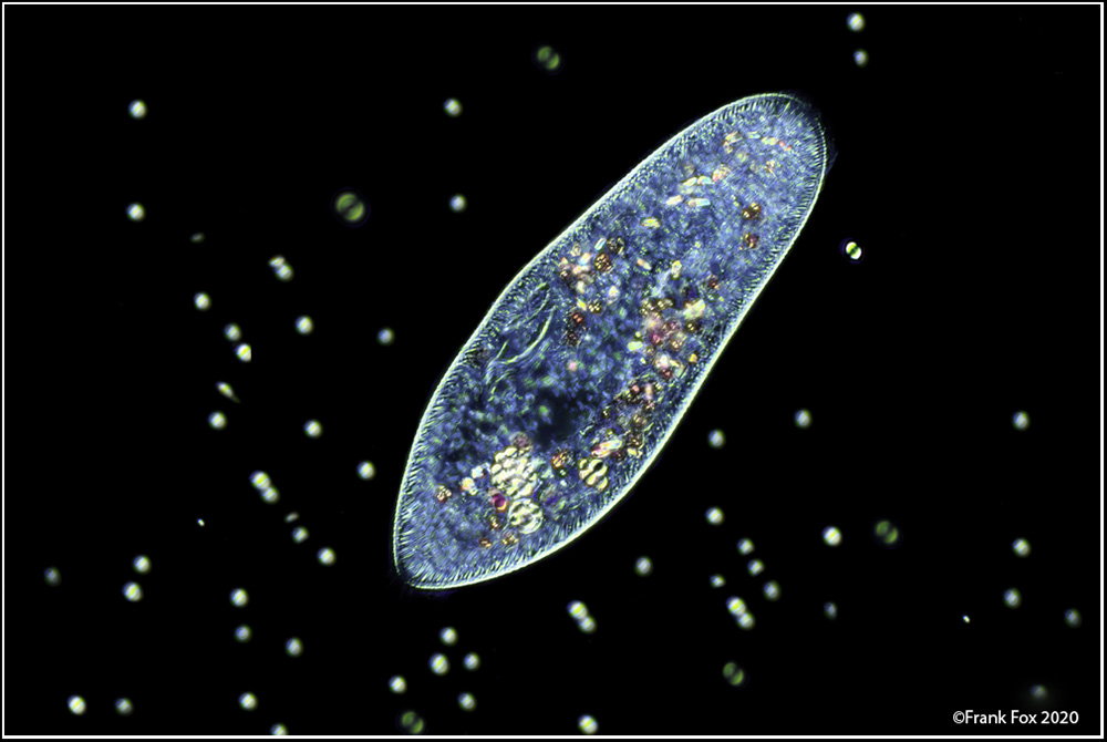 Paramecium caudatum Mikrofotografie und Makrofotografie